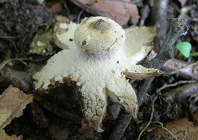 La flora micologica del Leymenthal